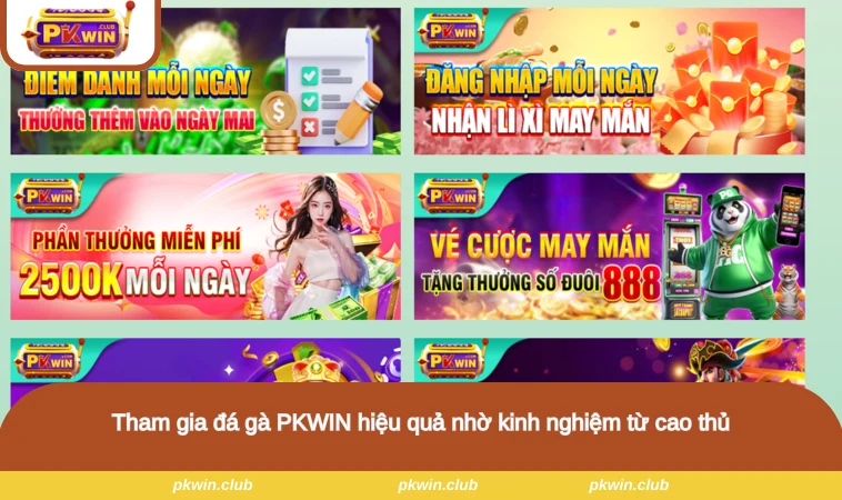 Tham gia đá gà PKWIN hiệu quả nhờ kinh nghiệm từ cao thủ